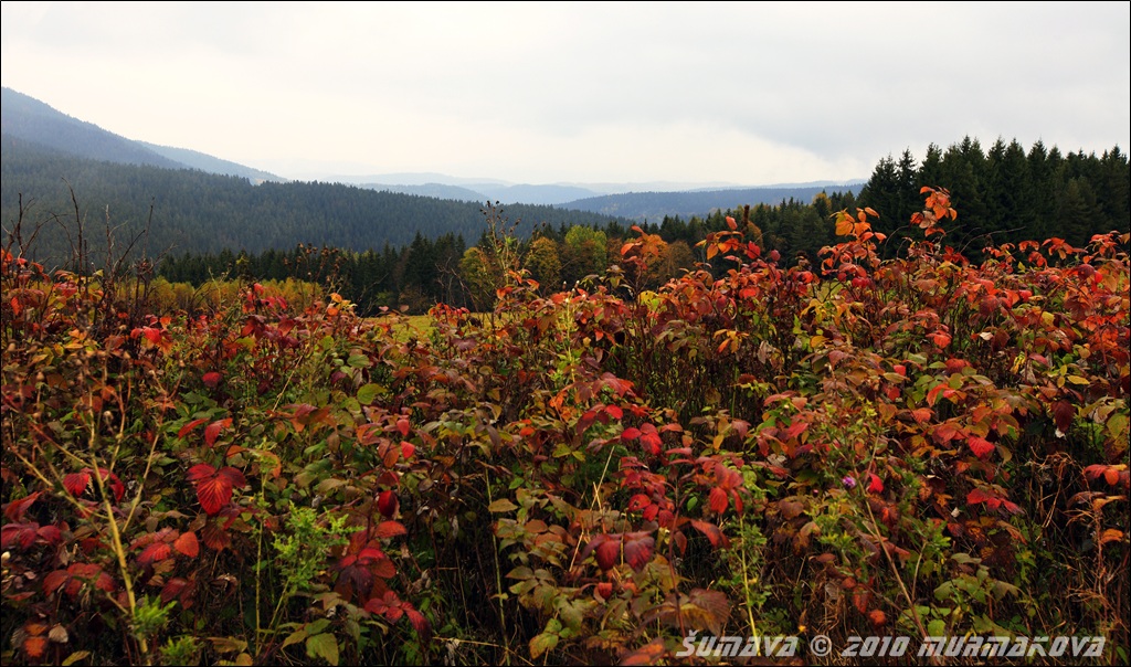 Barevná Šumava