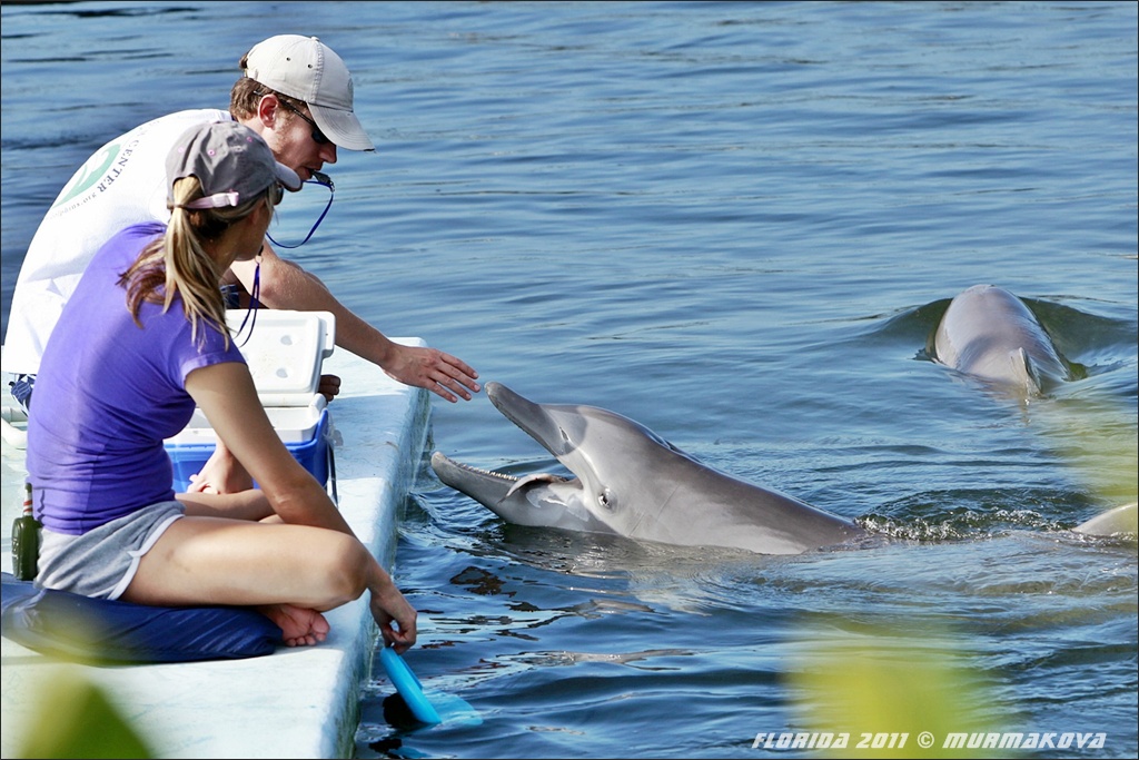 cvičení delfínů