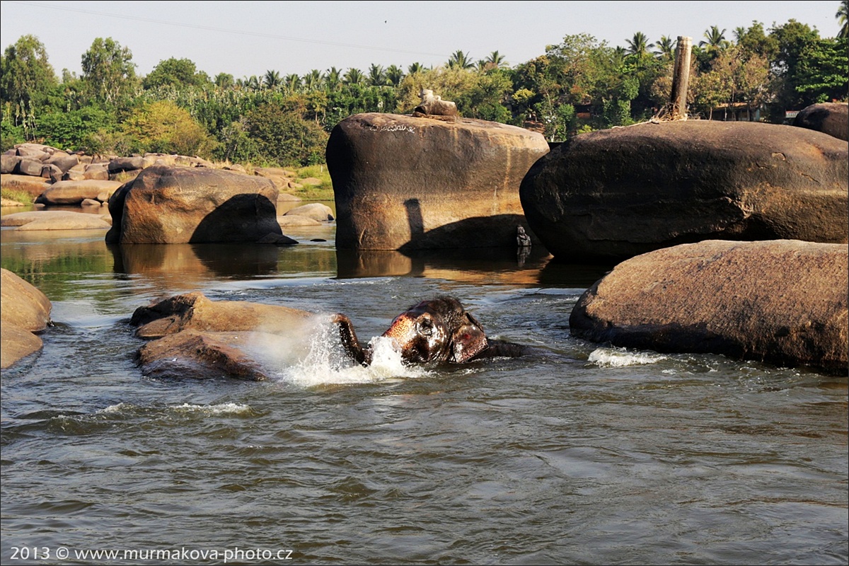 HAMPI - koupání slona
