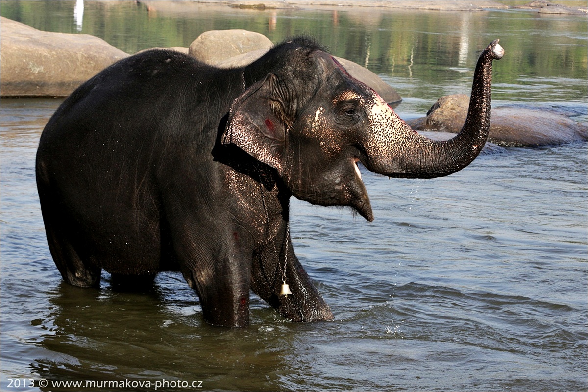 HAMPI - koupání slona