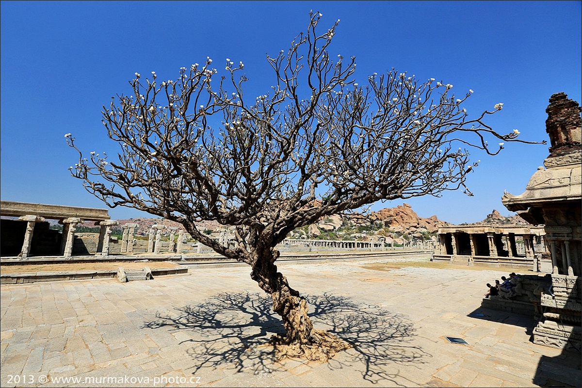 HAMPI - svatý strom