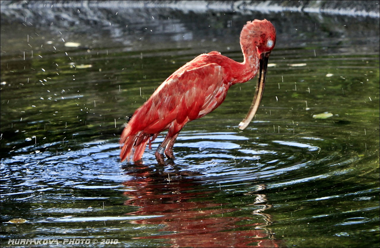 Ibis rudý