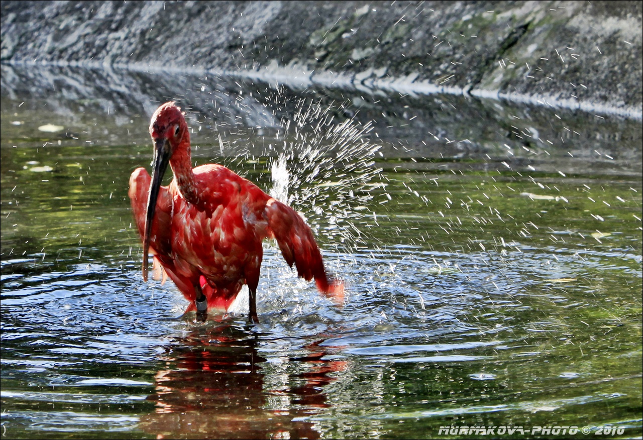 IBIS RUDÝ