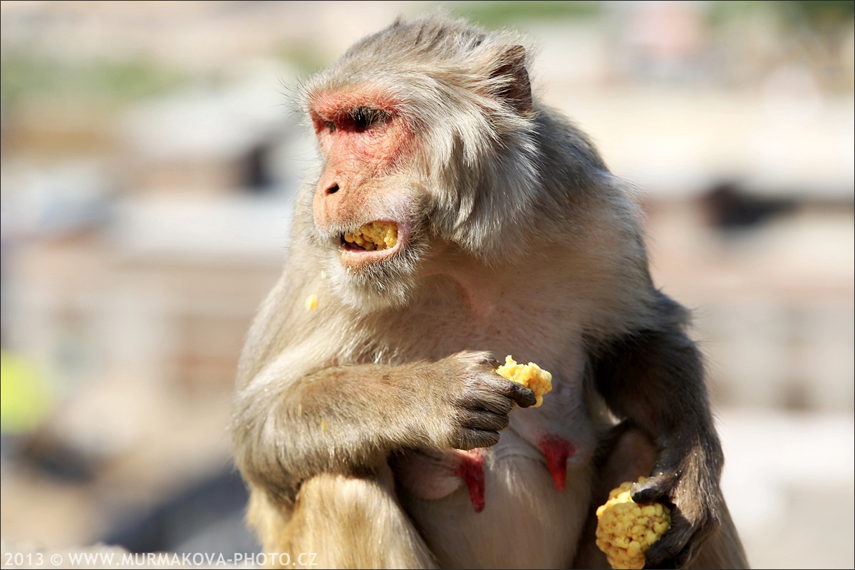 Jaipur - MONKEY TEMPLE