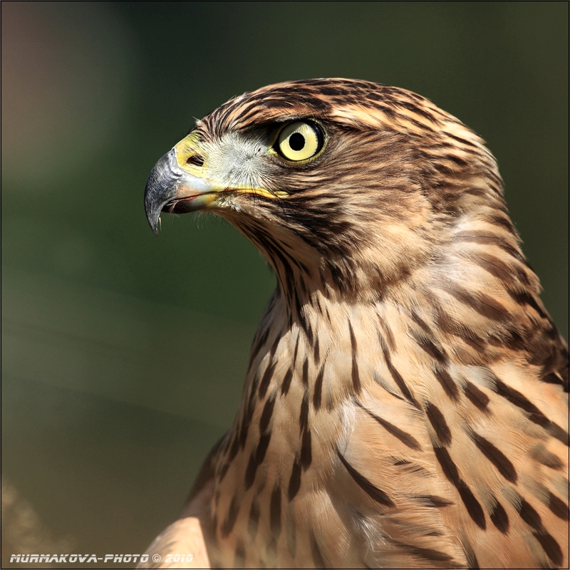 Jestřáb lesní / Accipiter gentilis