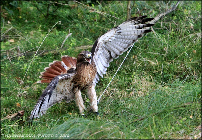 Káně rudoocasé / Buteo jamaicen