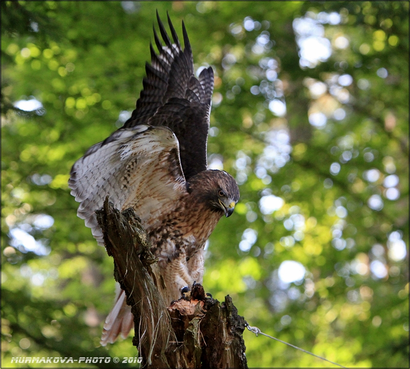 Káně rudoocasé / Buteo jamaicen