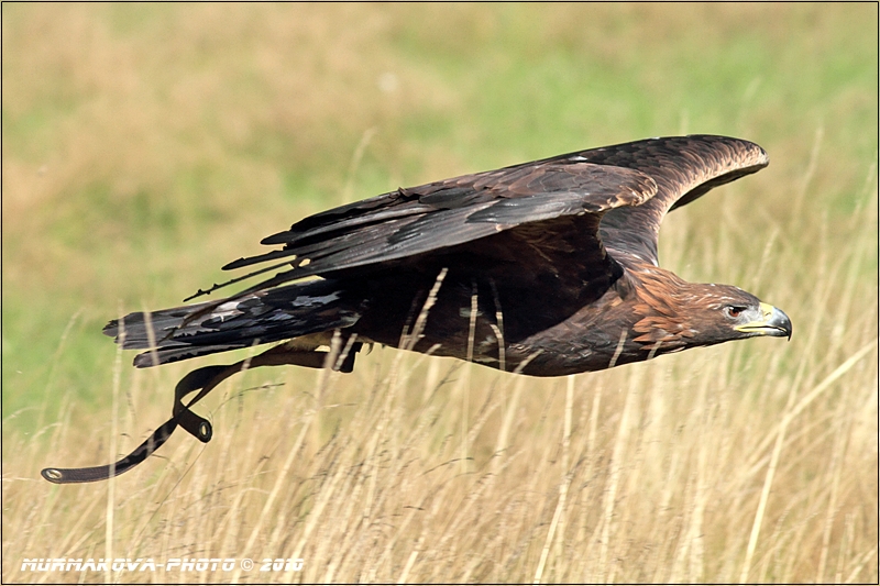 Orel skalní / Aquila chrysaetos