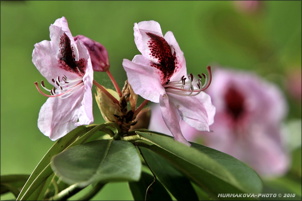 rododendron
