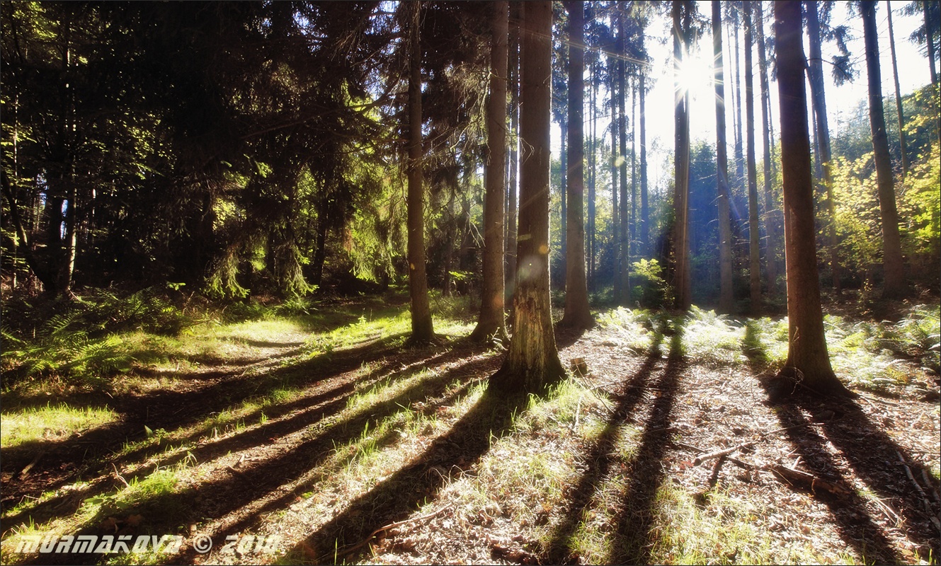 slunečný les