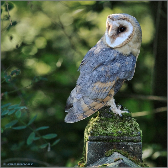 Sova pálená/ Tyto alba