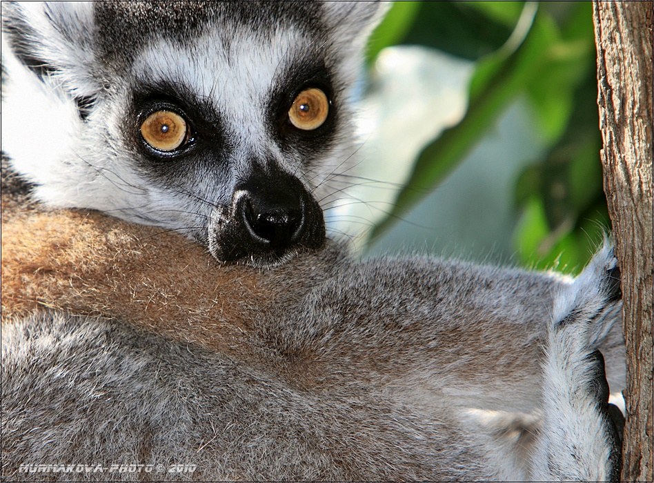 Lemur vari