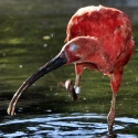 ZOO Dvůr Králové